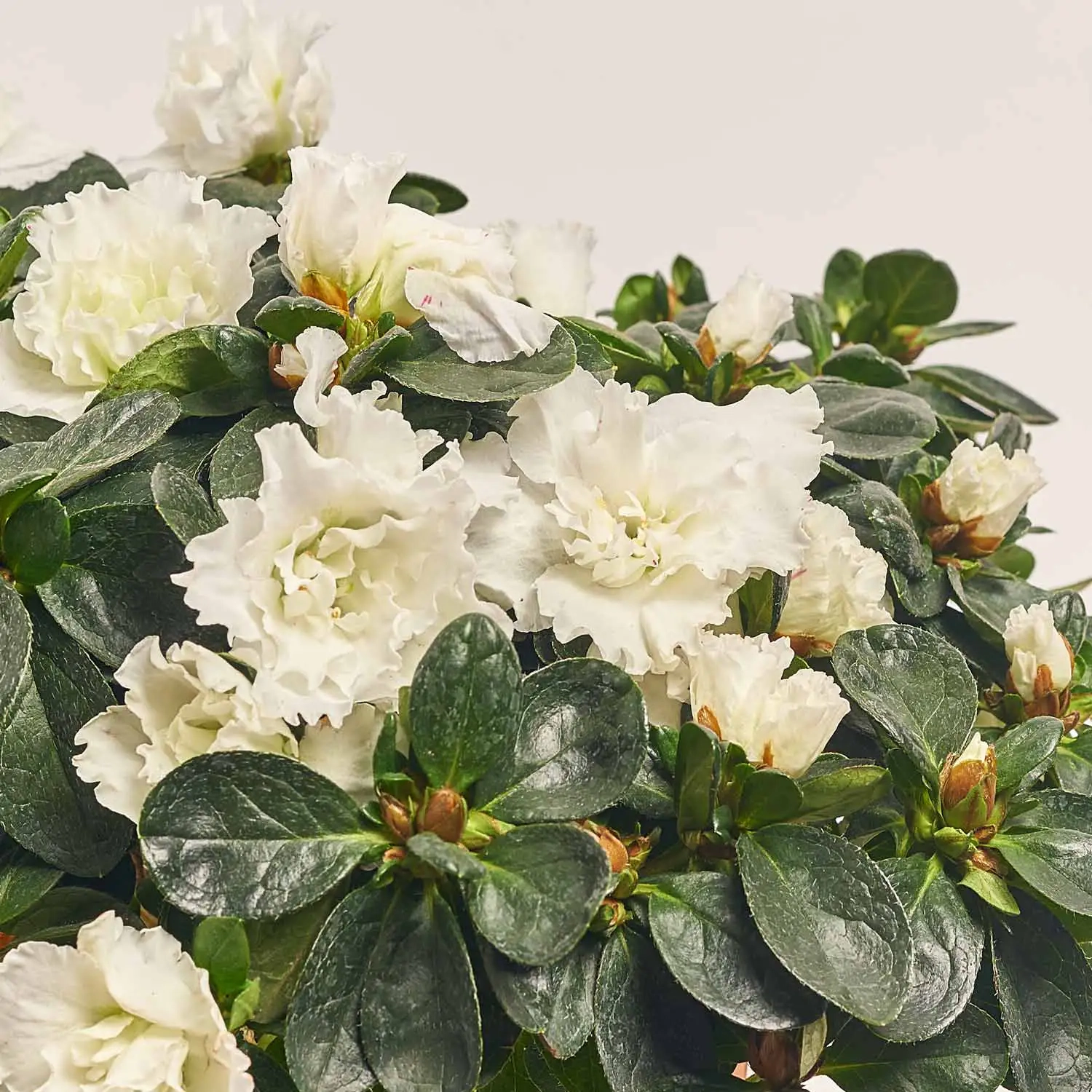 Азалія мікс в кер., артикул: 25146 Зображення товару Азалія мікс в кер., артикул: 25146