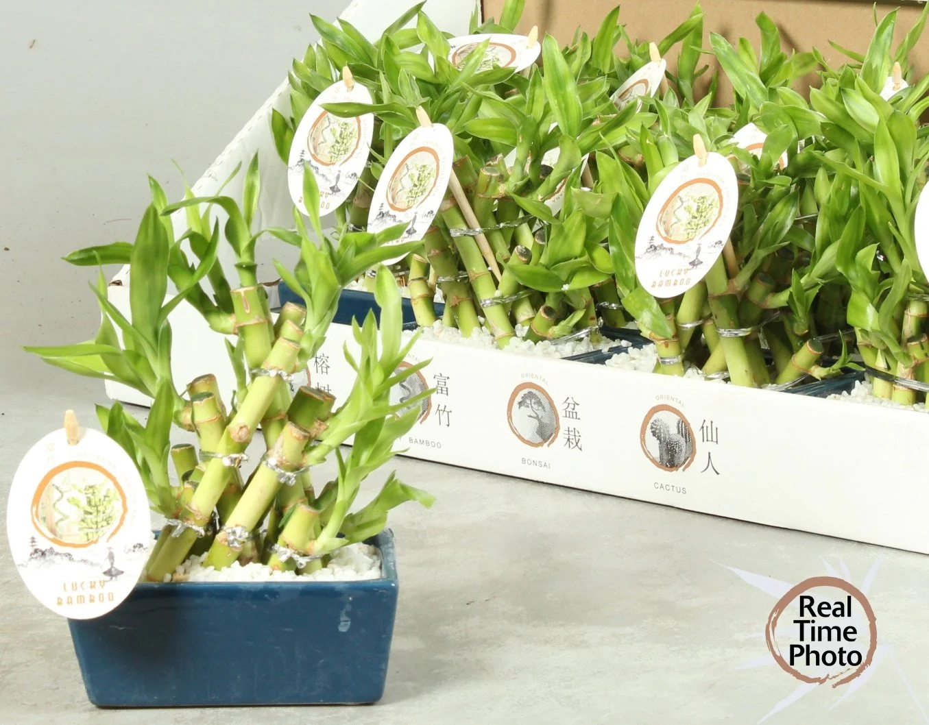 Зображення товару Бамбук Лакі в кераміці плетений, артикул: 56040