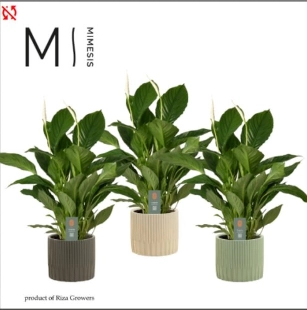 Зображення товару Спатифіллум Вівальді в кер., артикул: 57021