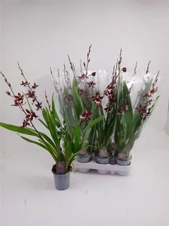 Зображення товару Буррагера Барокко Ред 3ст., артикул: 53104