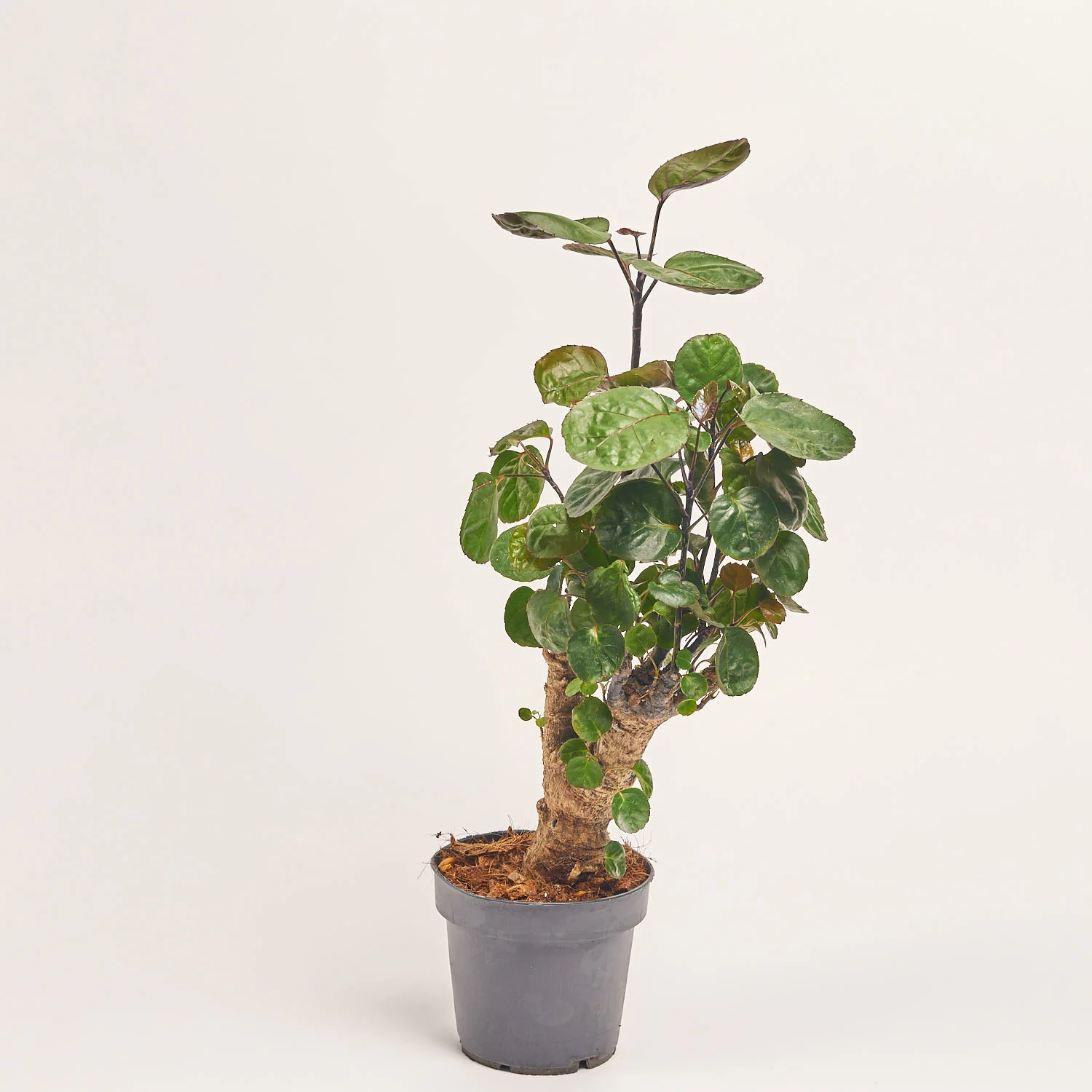 Зображення товару Полісціас Фабіан, артикул: 57000