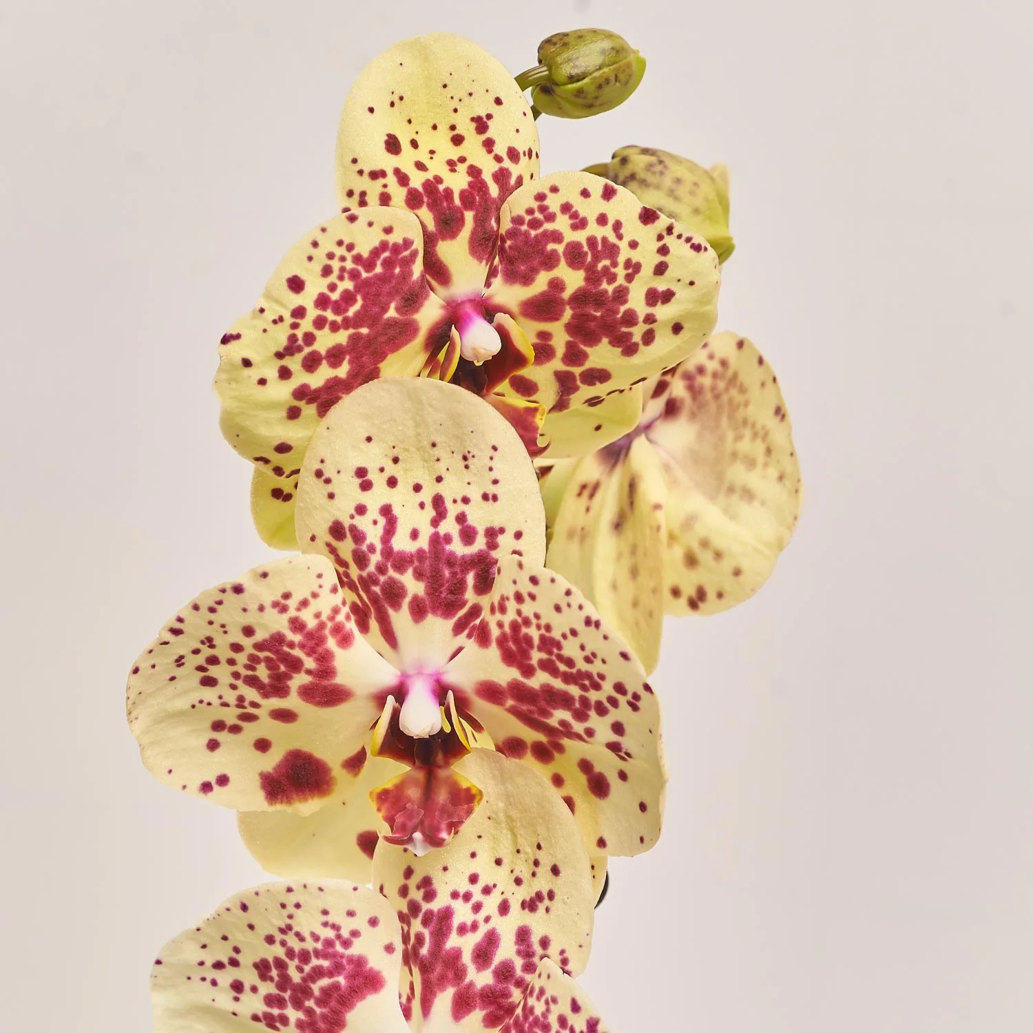 Зображення товару Фаленопсис 1ст. мікс, артикул: 21044