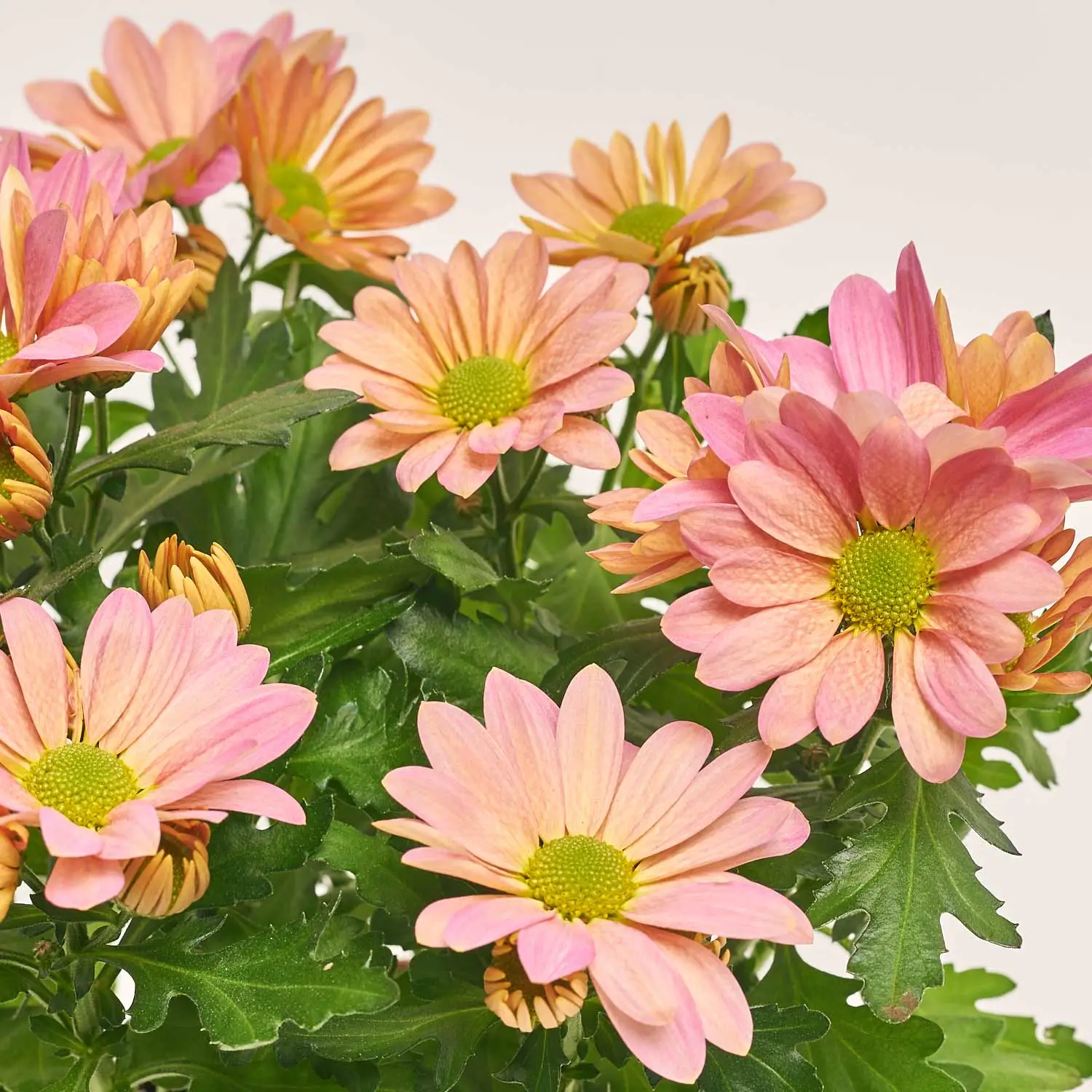 Зображення товару Хризантема Маргаріта, артикул: 37720