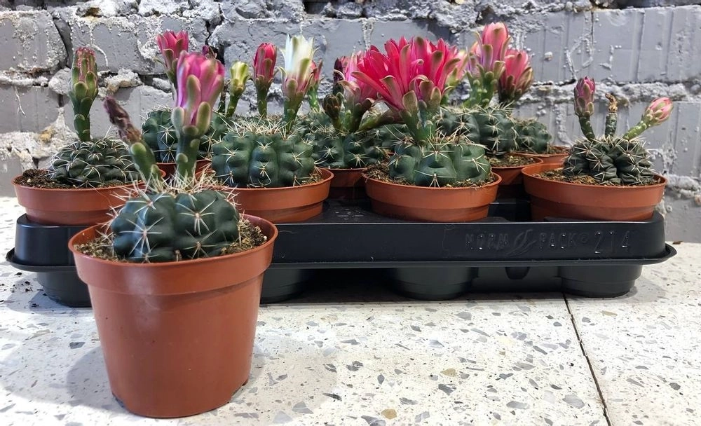 Зображення товару Гімнокаліциум Балдіанум, артикул: 18296