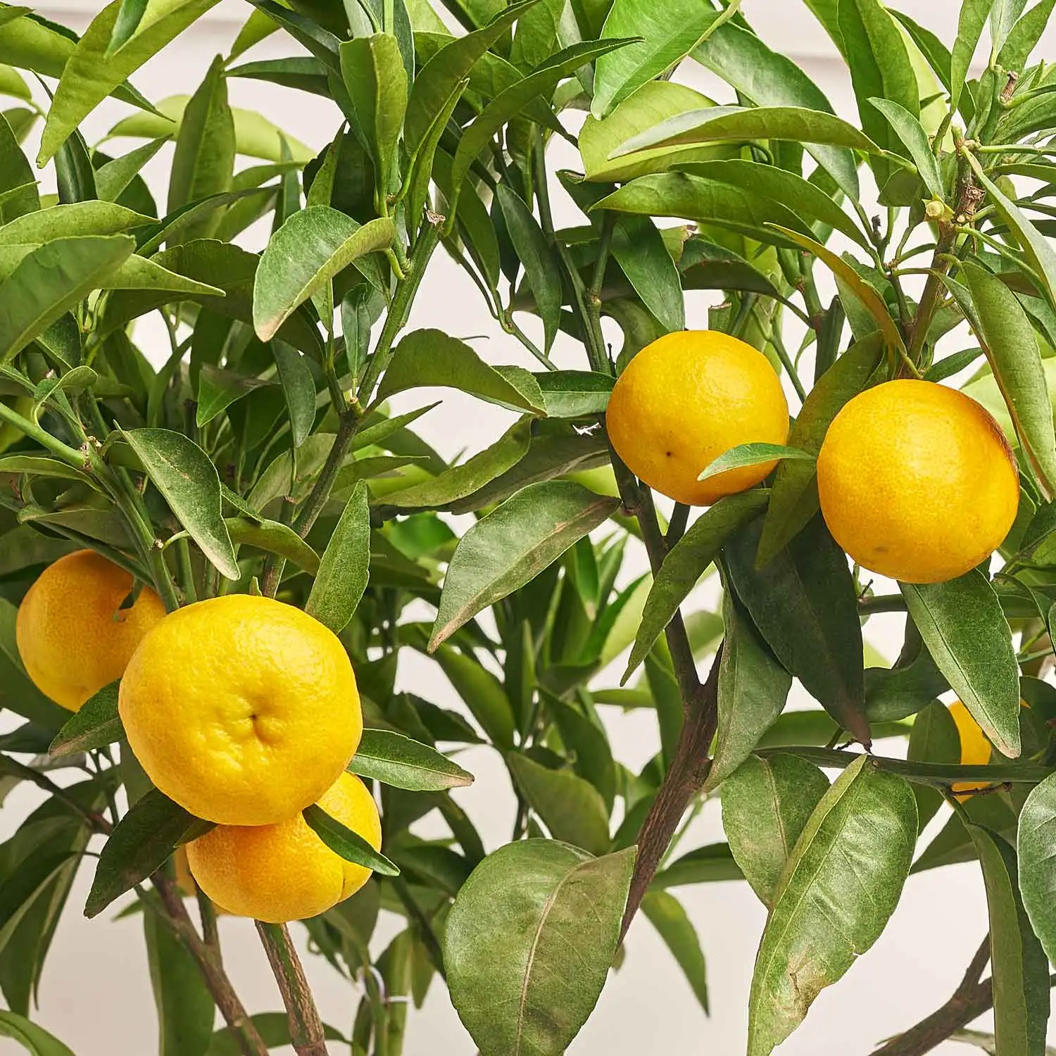 Зображення товару Цитрус Клементин, артикул: 53913