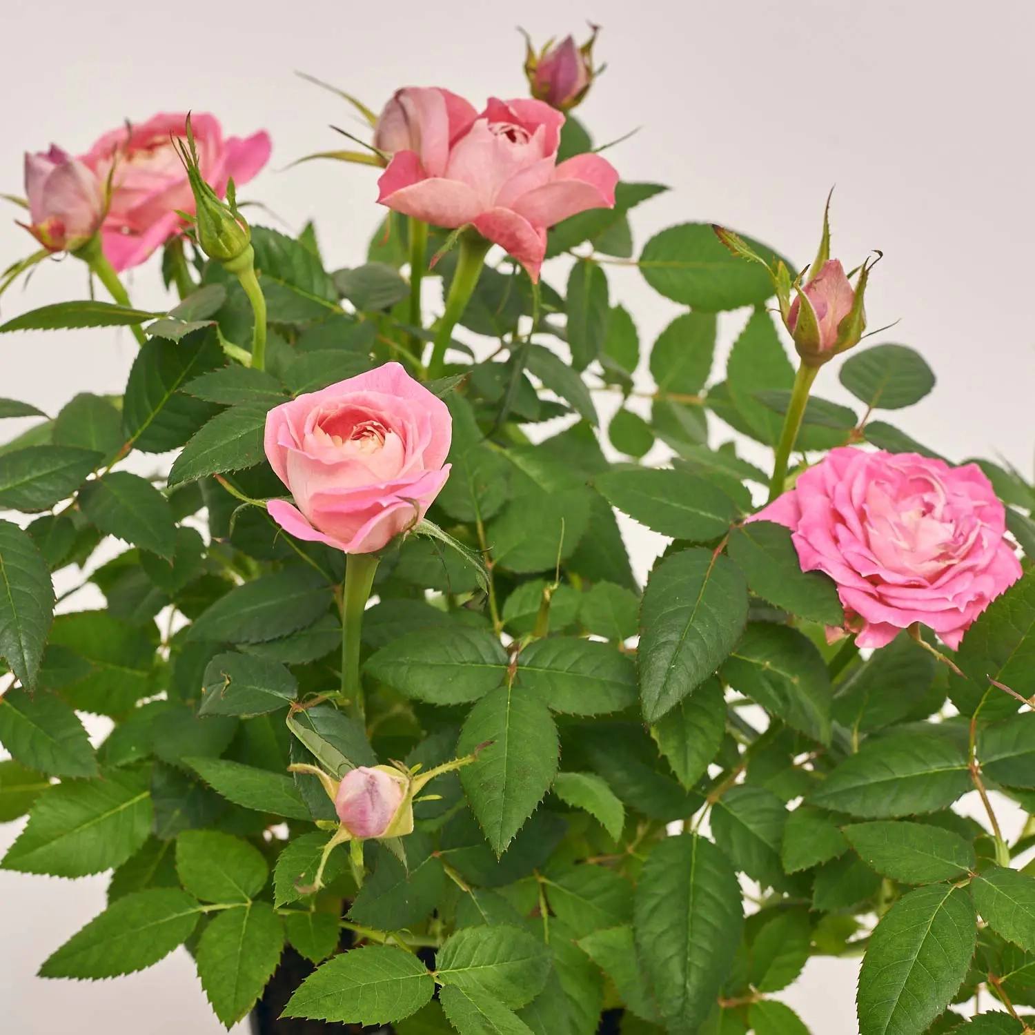 Троянда Кордана Фейм, артикул: 39486 Зображення товару Троянда Кордана Фейм, артикул: 39486