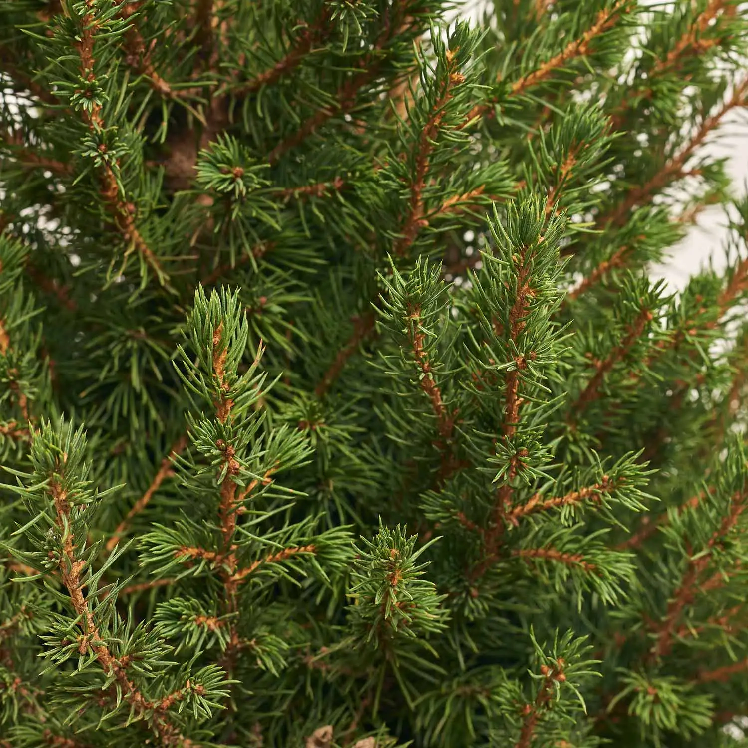 Зображення товару Ялина Коніка, артикул: 53880