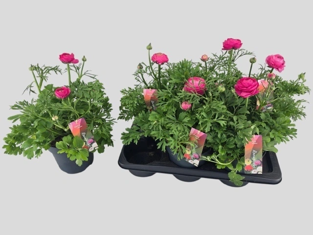 Зображення товару Ранункулус Вортекс Пінк, артикул: 56554