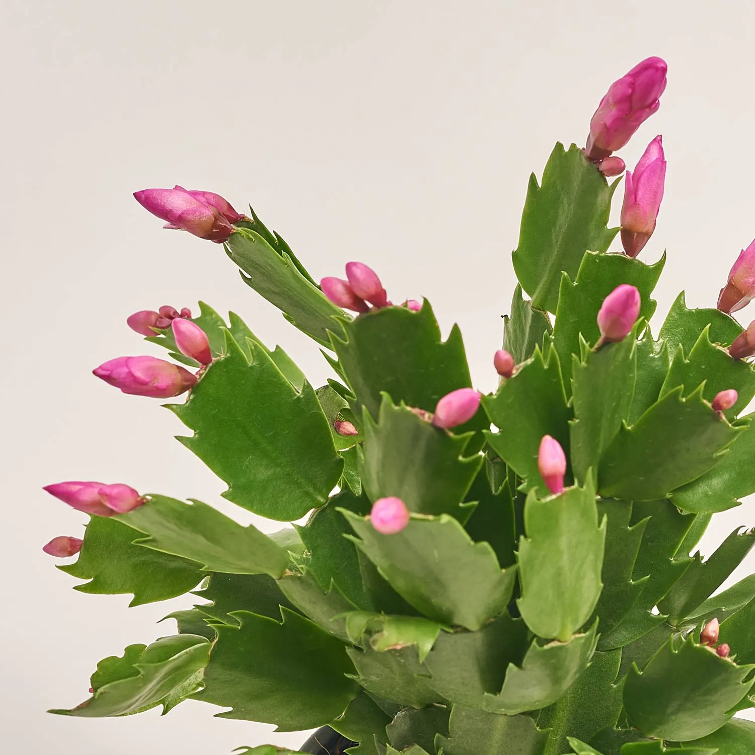 Шлюмбергера рожева, артикул: 42683 Зображення товару Шлюмбергера рожева, артикул: 42683