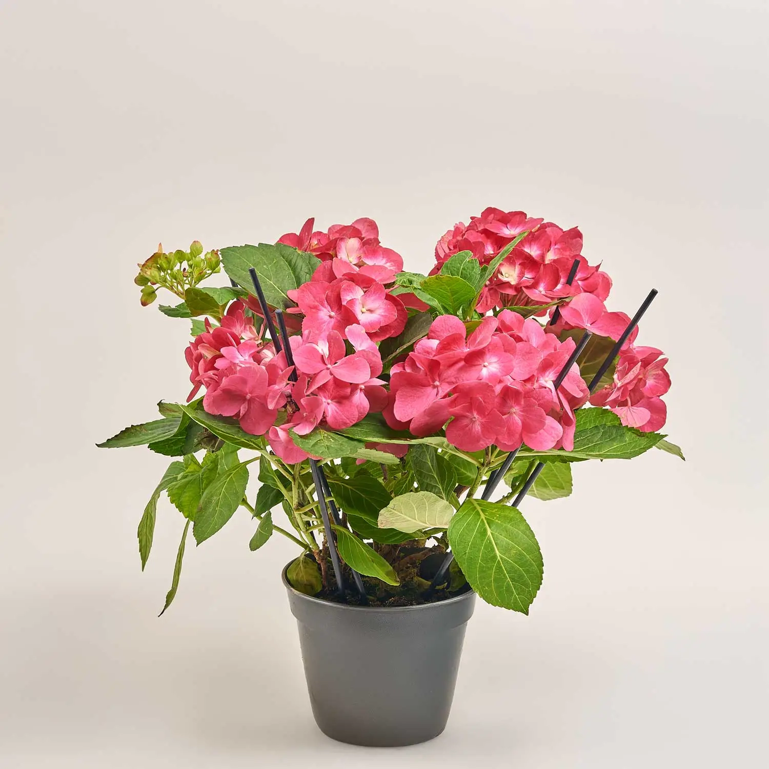 Гортензія мікс 5ст., артикул: 36607 Зображення товару Гортензія мікс 5ст., артикул: 36607