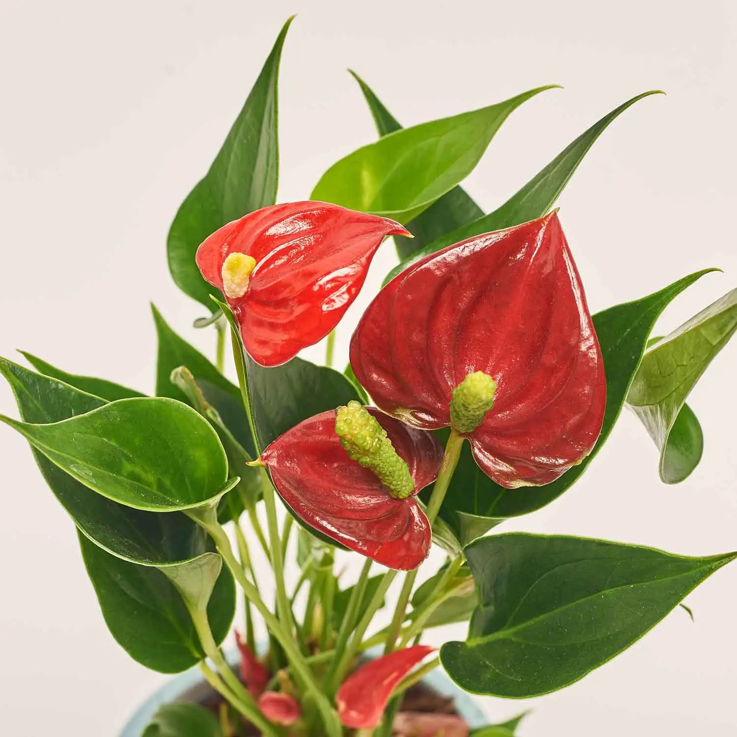 Зображення товару Антуріум мікс в кер., артикул: 51600