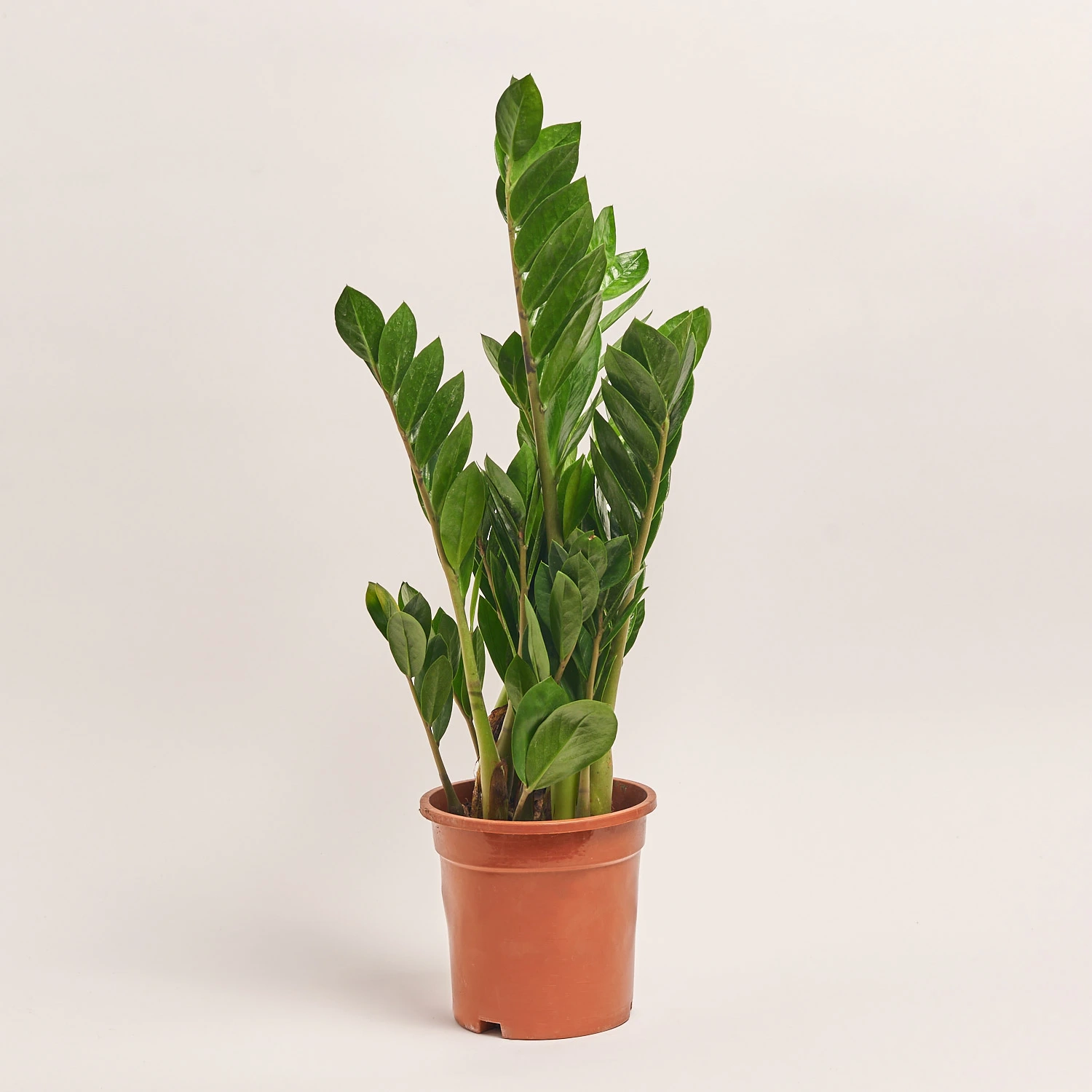 Зображення товару Заміокулькас 6ст., артикул: 18389