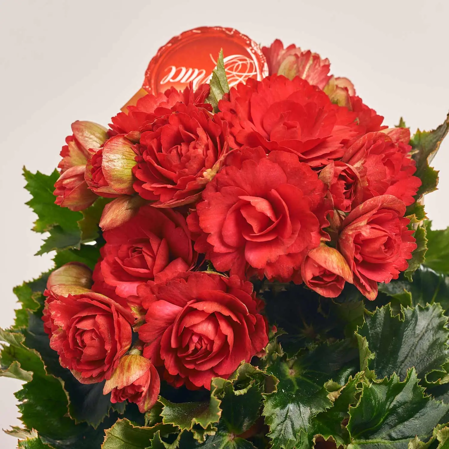 Зображення товару Бегонія Грейс, артикул: 41564