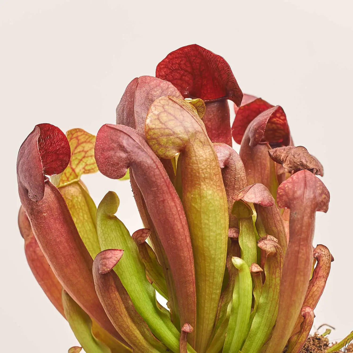 Сараценія, артикул: 19653 Зображення товару Сараценія, артикул: 19653