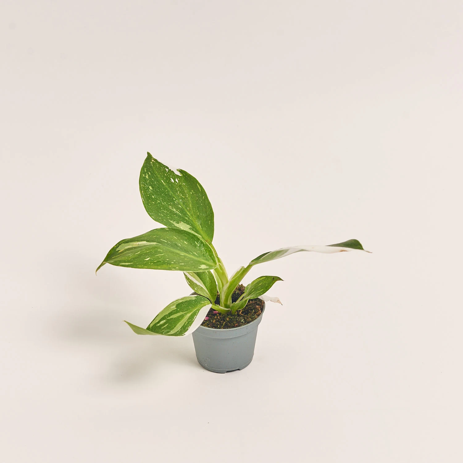 Зображення товару Філодендрон мікс, артикул: 52074