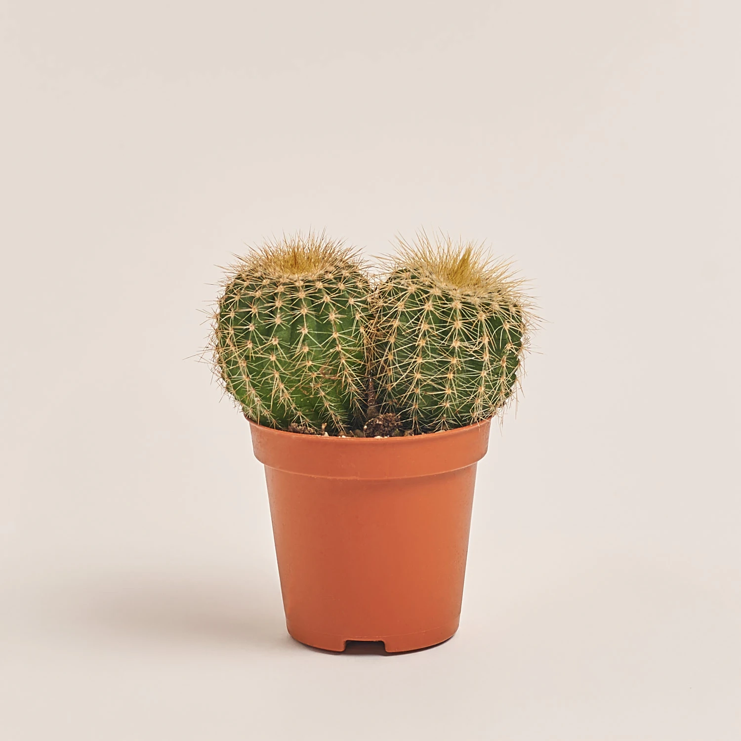 Нотокактус, артикул: 35771 Зображення товару Нотокактус, артикул: 35771