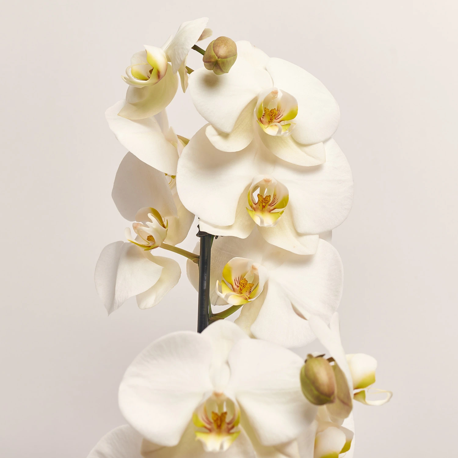 Фаленопсис та Кашпо Сет 225, артикул: 53726 Зображення товару Фаленопсис та Кашпо Сет 225, артикул: 53726