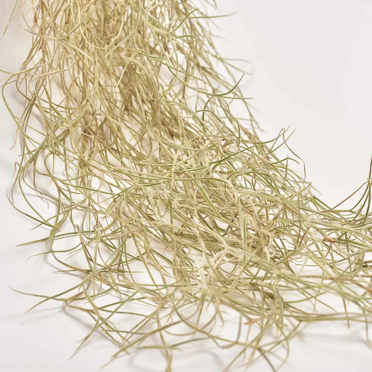 Тілландсія Усневидна, артикул: 41458 Зображення товару Тілландсія Усневидна, артикул: 41458