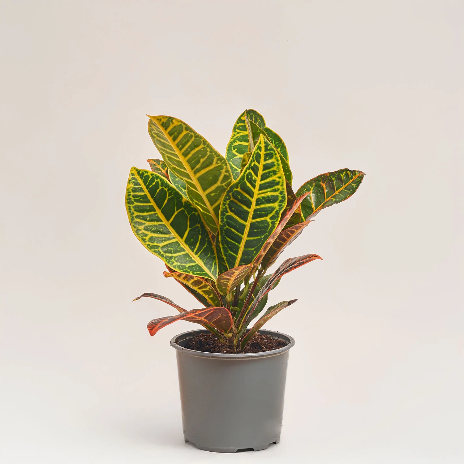 Зображення товару Кротон Петра, артикул: 35948