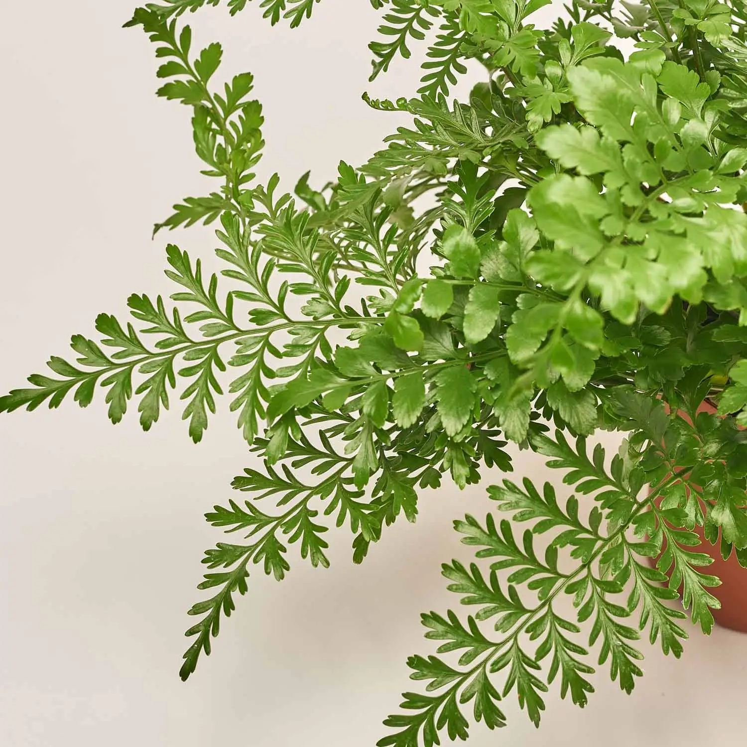 Аспленіум Парваті, артикул: 50876 Зображення товару Аспленіум Парваті, артикул: 50876