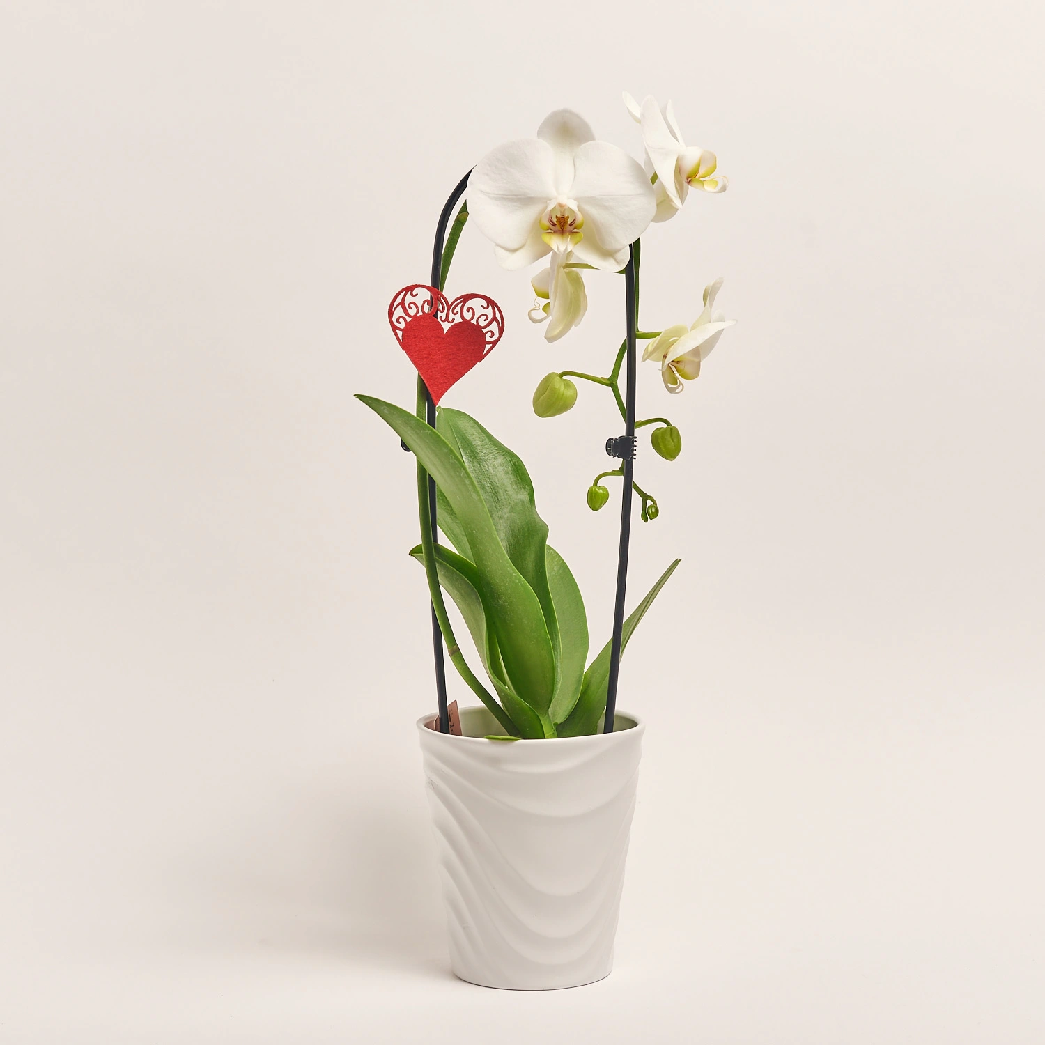 Зображення товару Фаленопсис каскад 1ст. мікс в кер., артикул: 55295