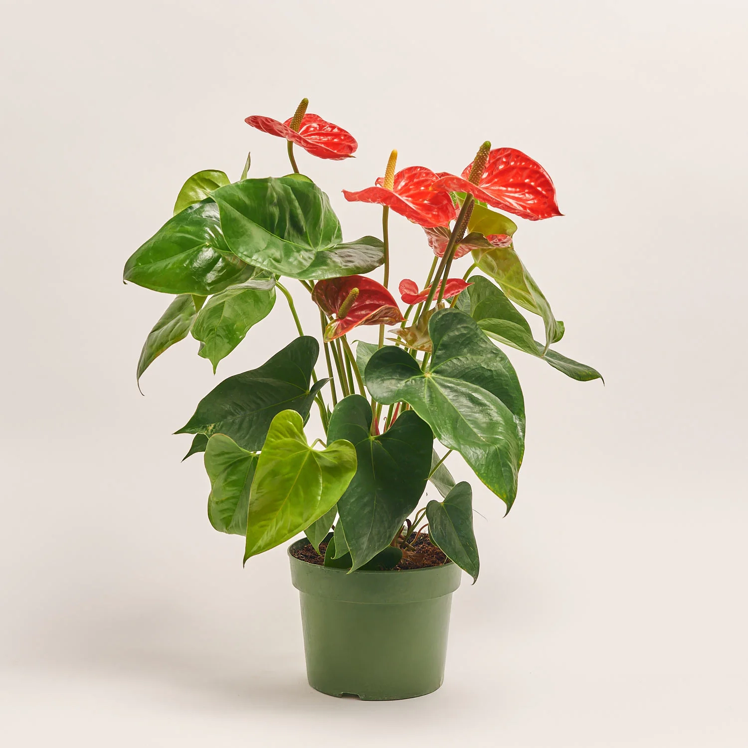 Зображення товару Антуріум Мадурал, артикул: 1181