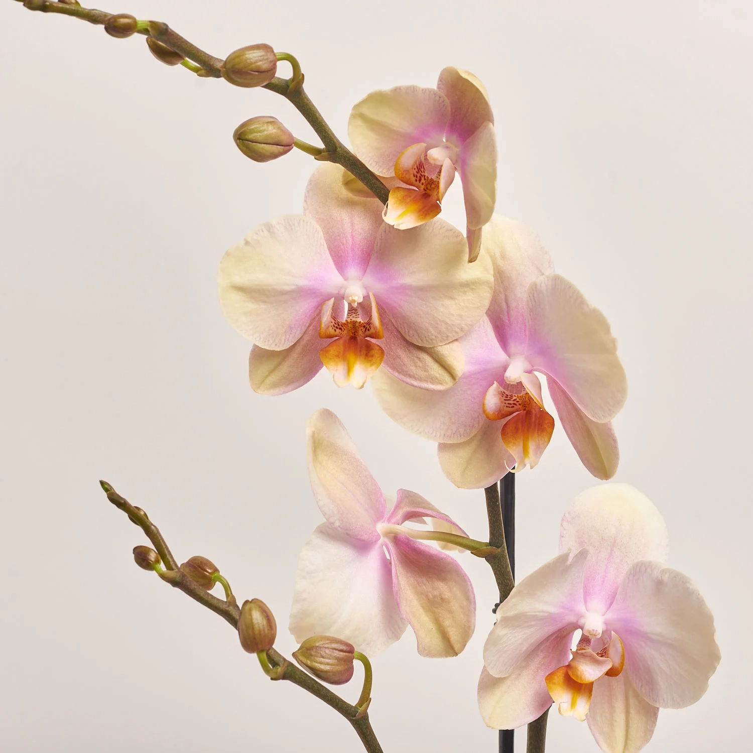 Зображення товару Фаленопсис 1ст. мікс, артикул: 17941