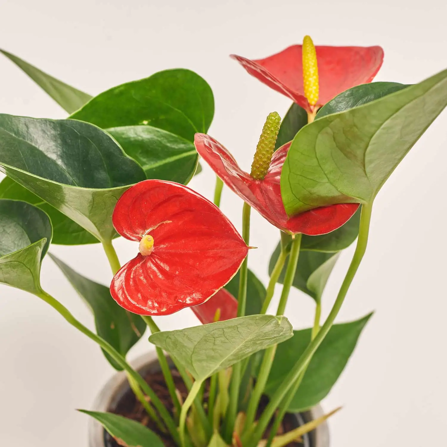 Зображення товару Антуріум мікс в кер., артикул: 51600