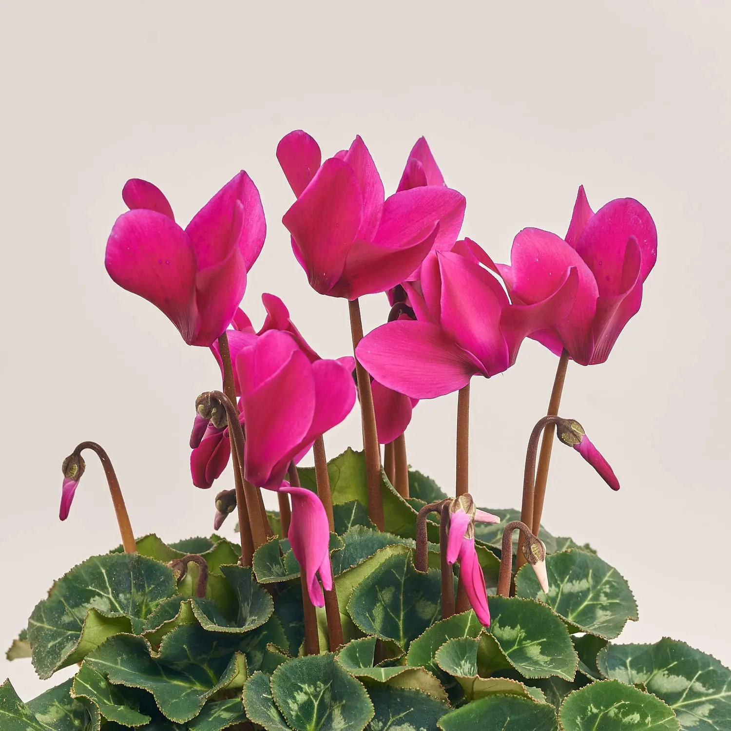 Зображення товару Цикламен XL бордовий, артикул: 53271