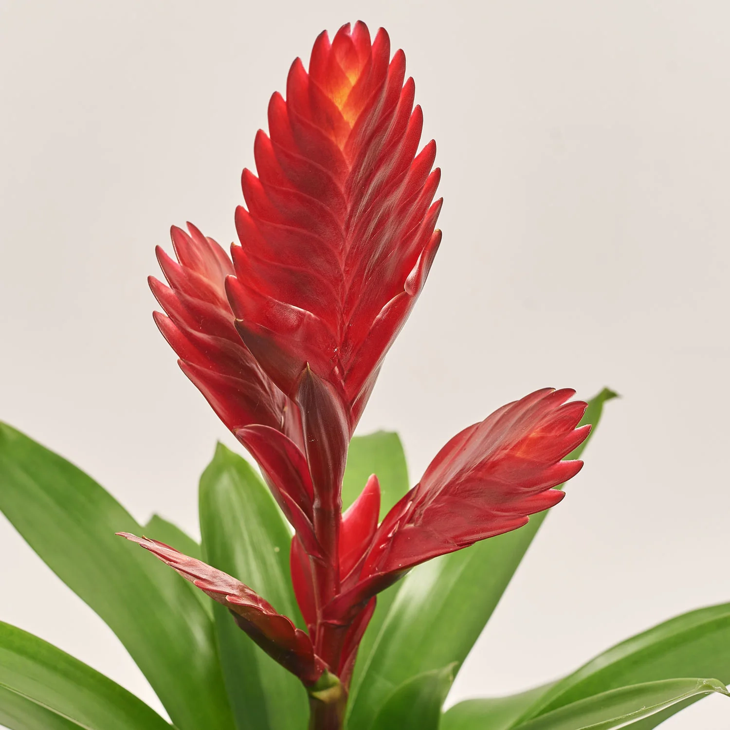 Зображення товару Врієзія Порто, артикул: 41250