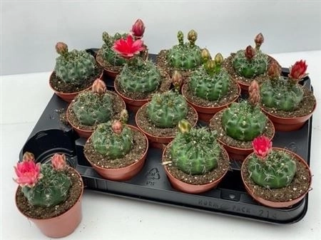 Зображення товару Гімнокаліциум Балдіанум, артикул: 18296