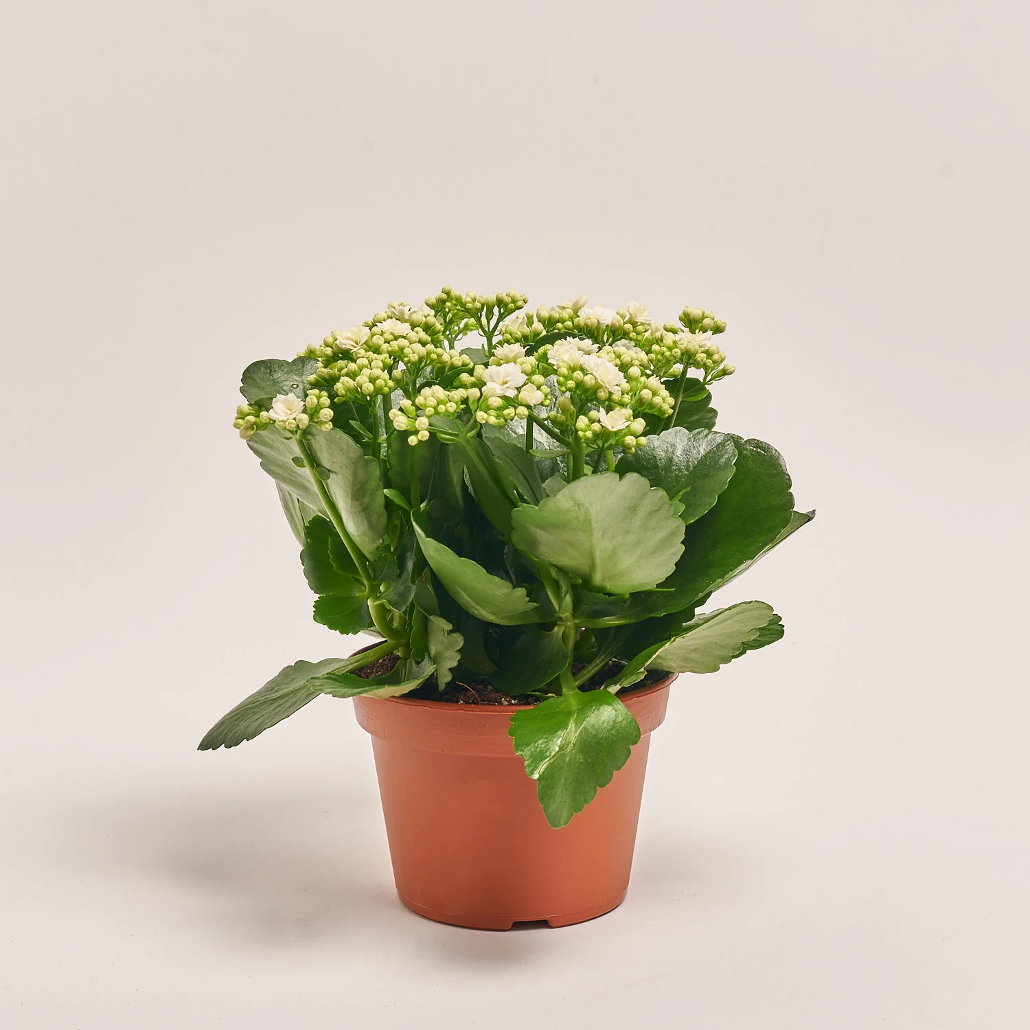 Зображення товару Каланхоє мікс, артикул: 26106