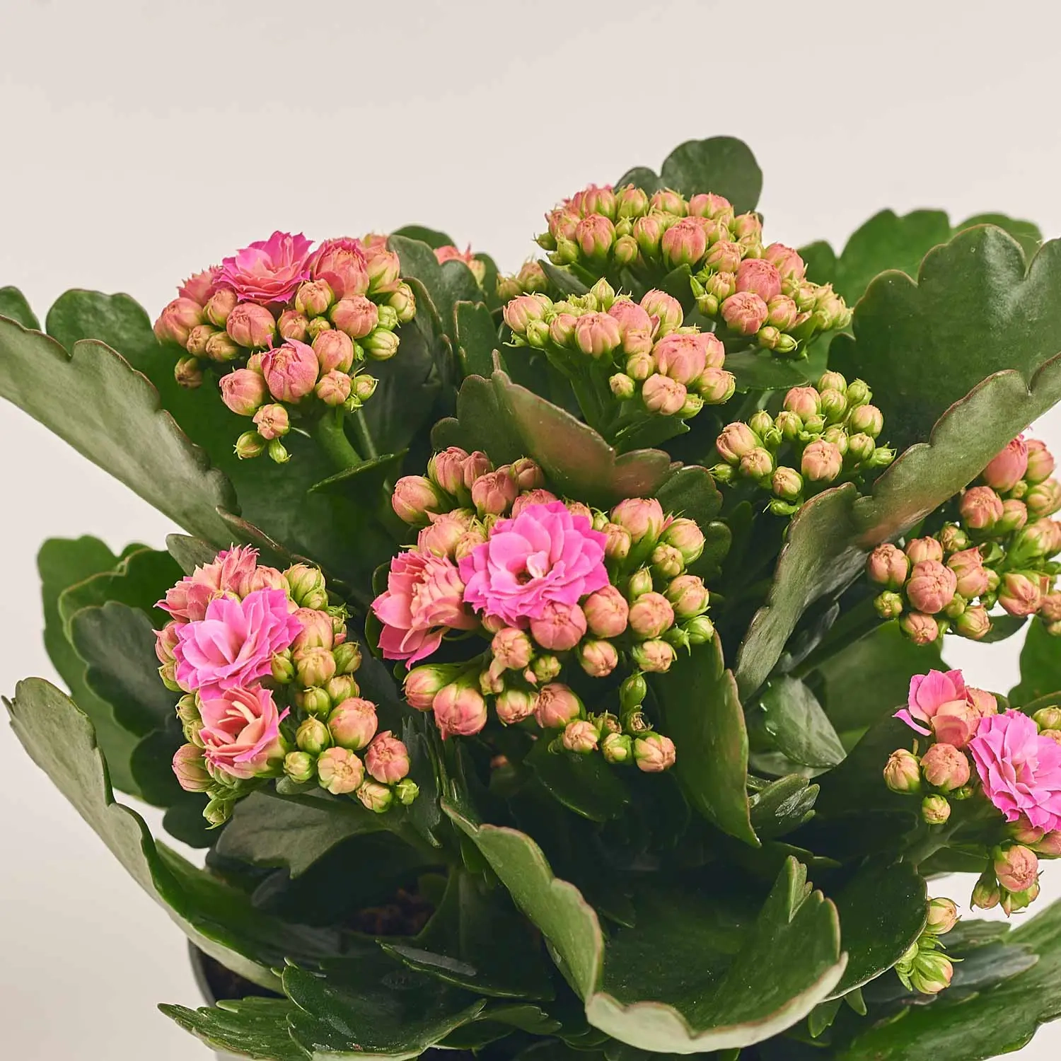 Зображення товару Каланхоє мікс, артикул: 24950