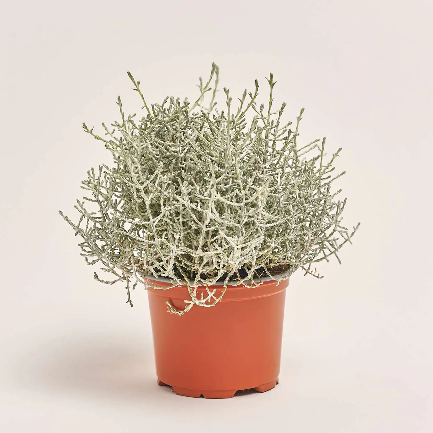 Зображення товару Леукофіта Брауні, артикул: 33152