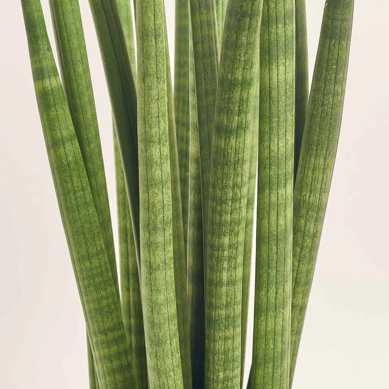 Зображення товару Сансевієрія Циліндріка, артикул: 56048