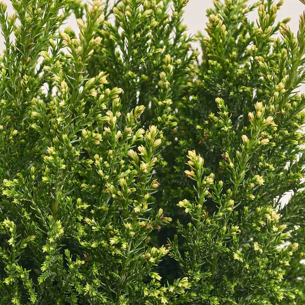 Кипарис Елвуді, артикул: 54046 Зображення товару Кипарис Елвуді, артикул: 54046