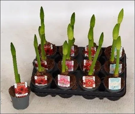 Зображення товару Амариліс мікс, артикул: 53418