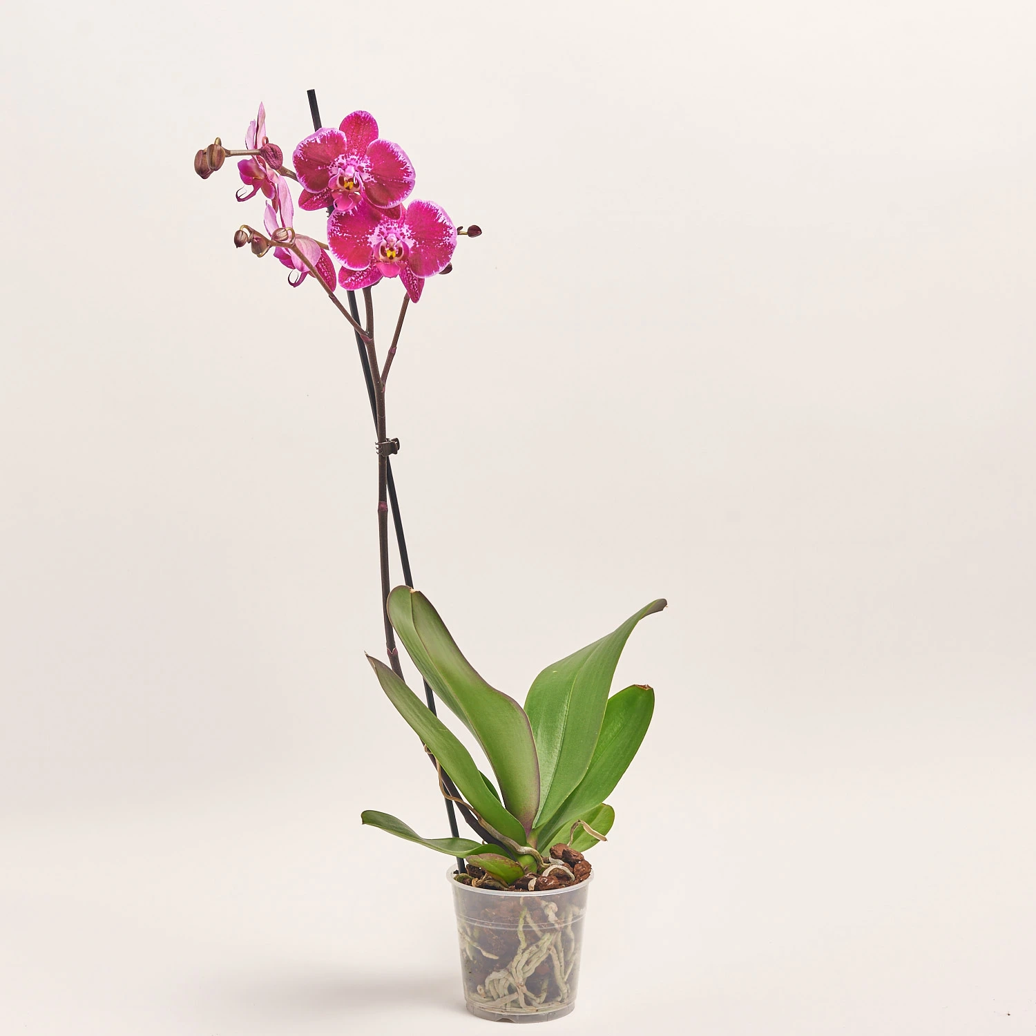 Зображення товару Фаленопсис 1ст. мікс, артикул: 17941