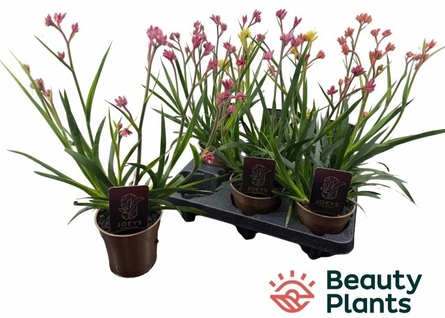 Зображення товару Анігозантус мікс, артикул: 57138