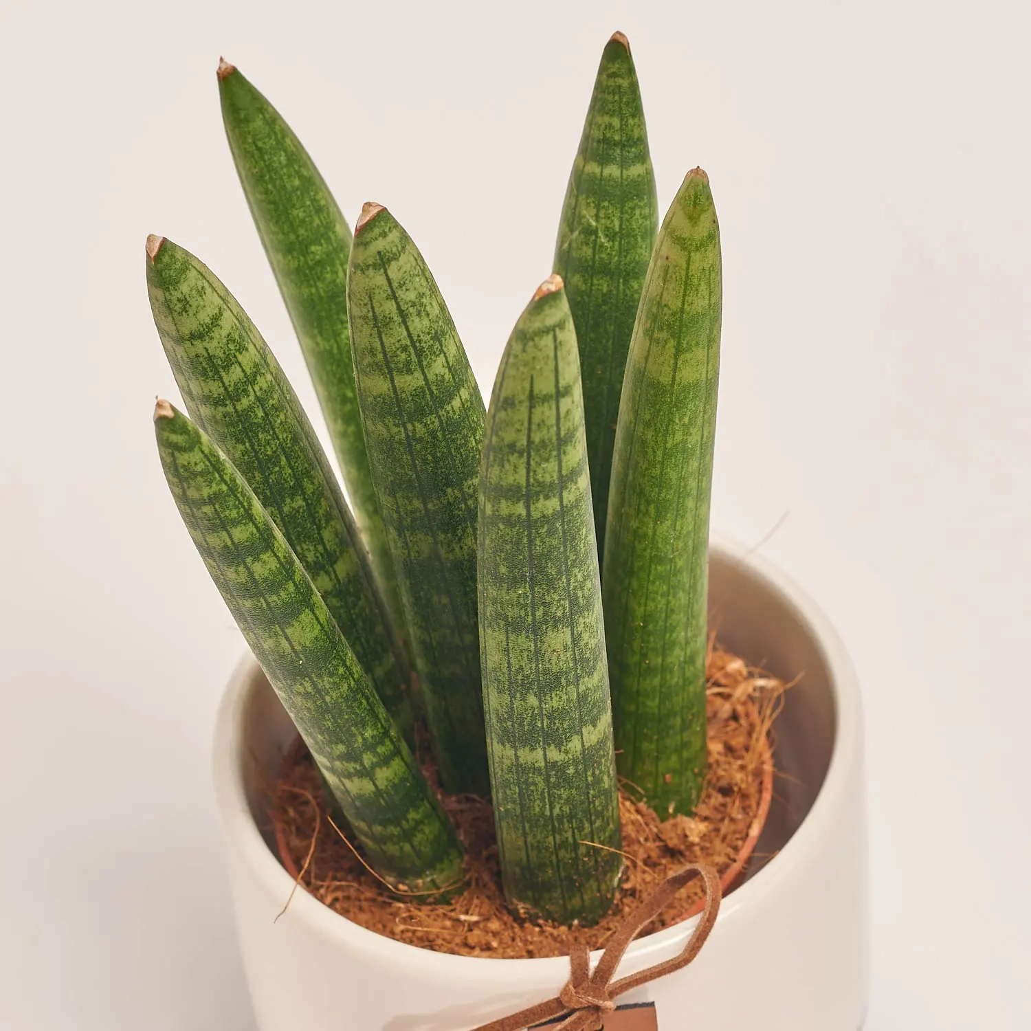 Зображення товару Сансевієрія Циліндріка "Спагетті" в кер., артикул: 47929