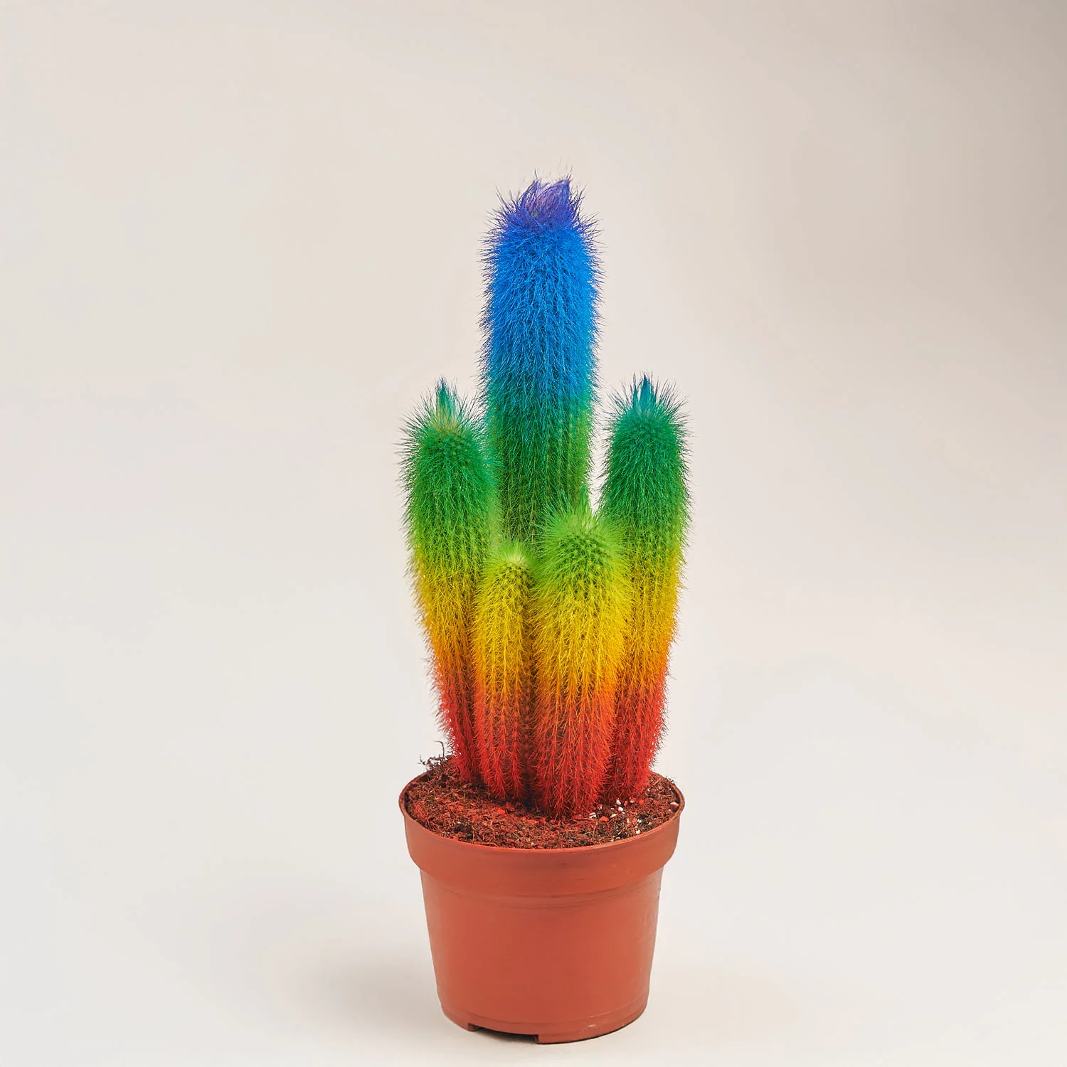 Зображення товару Кактус Рейнбов "Zuil" Спешл, артикул: 52850