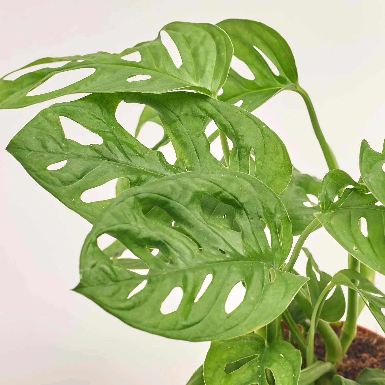 Монстера Адансона, артикул: 29402 Зображення товару Монстера Адансона, артикул: 29402