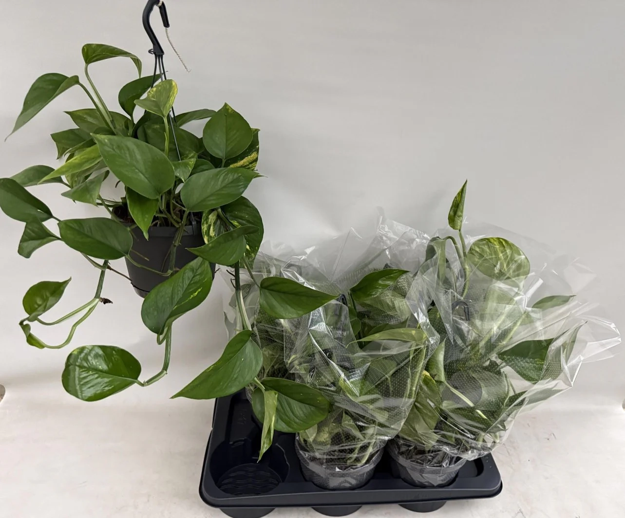 Епіпремнум Хенг, артикул: 56754 Зображення товару Епіпремнум Хенг, артикул: 56754