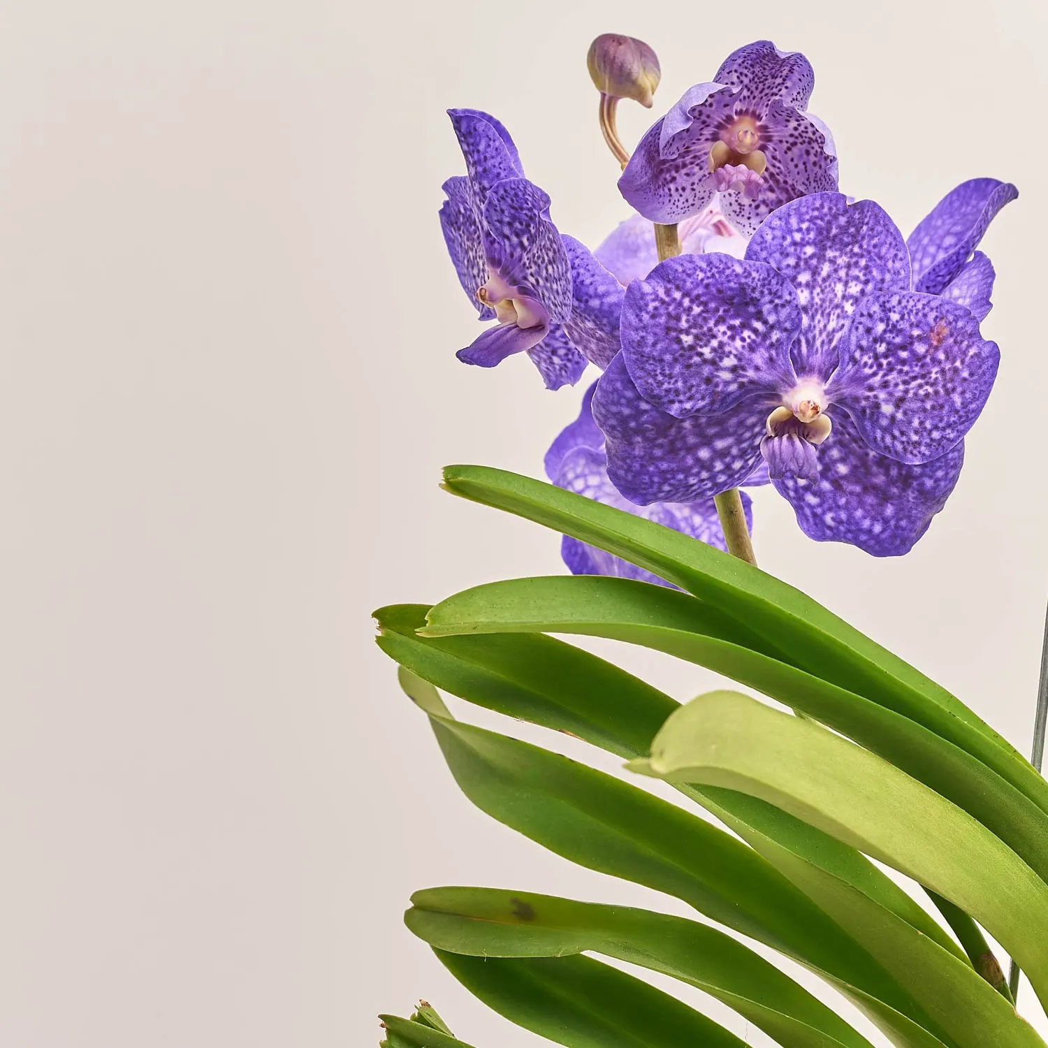 Ванда мікс на метал. підставці, артикул: 54178 Зображення товару Ванда мікс на метал. підставці, артикул: 54178