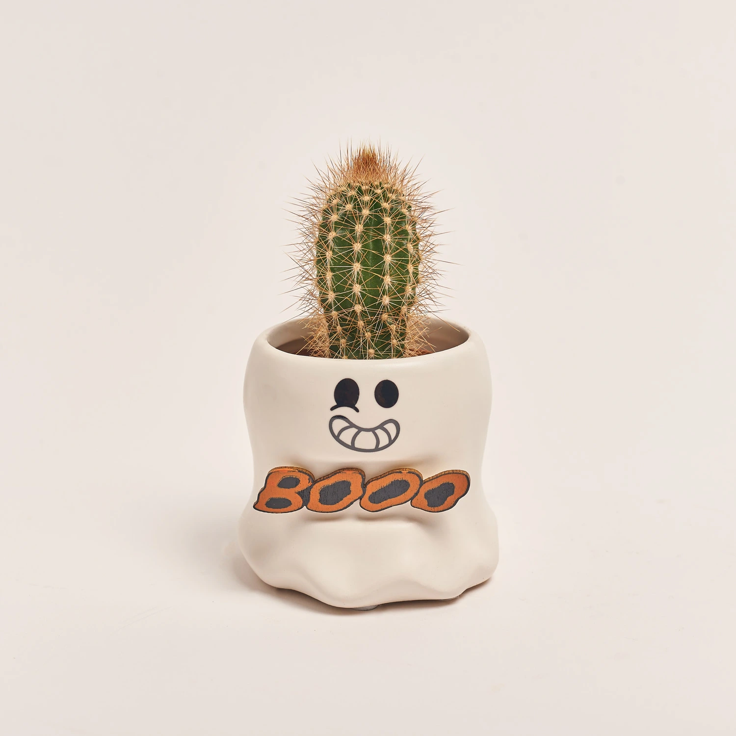 Сукулент "Гарбузики" мікс в кер., артикул: 52393 Зображення товару Сукулент "Гарбузики" мікс в кер., артикул: 52393