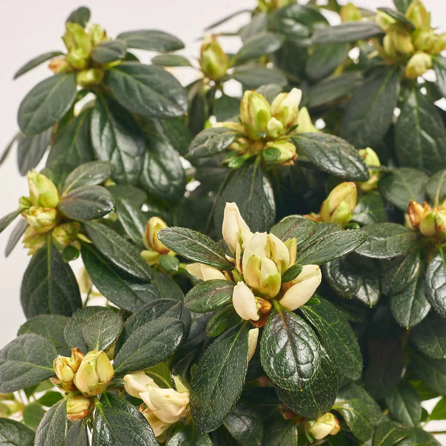 Зображення товару Азалія мікс в кер., артикул: 53757