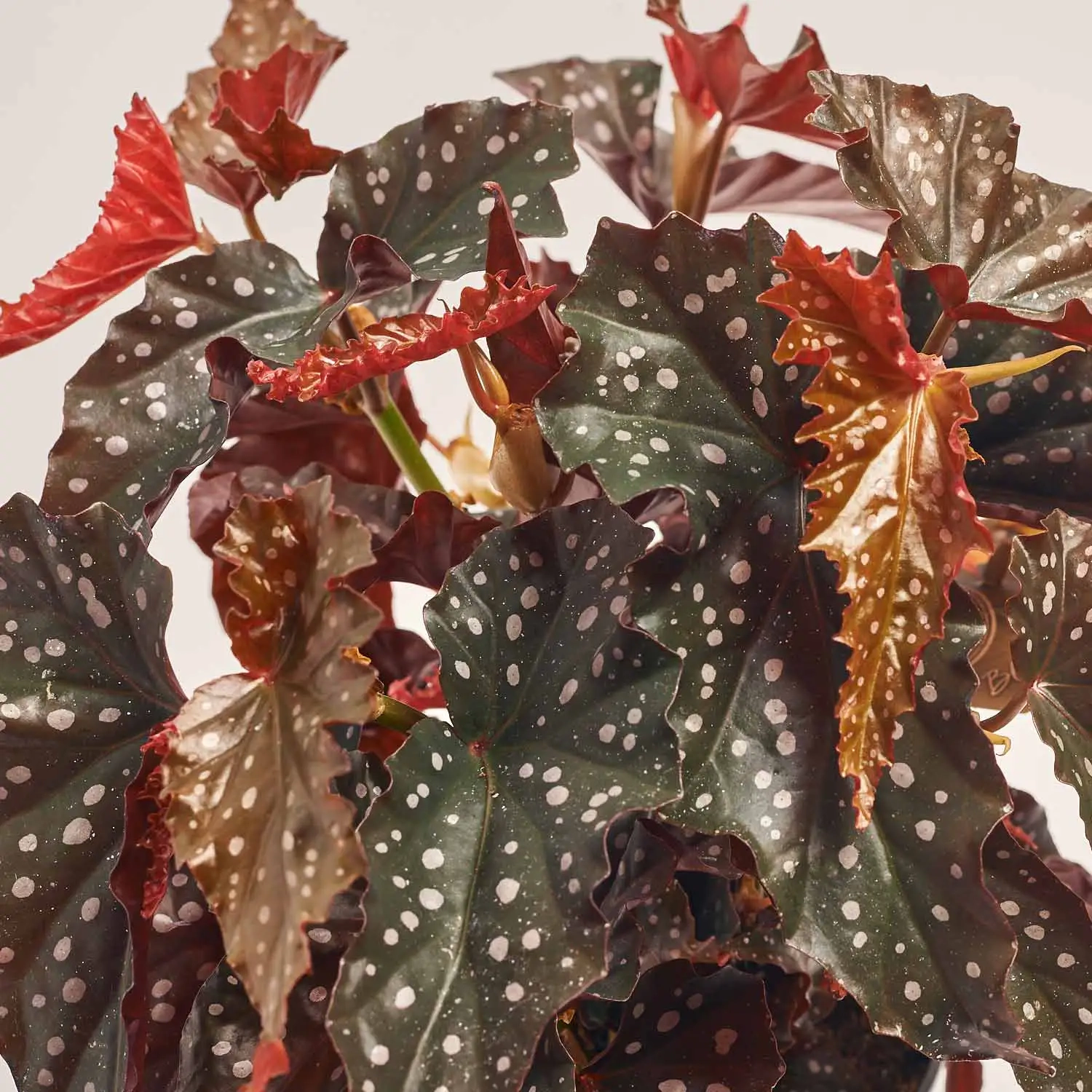 Бегонія Макулата Блек Форест, артикул: 55639 Зображення товару Бегонія Макулата Блек Форест, артикул: 55639