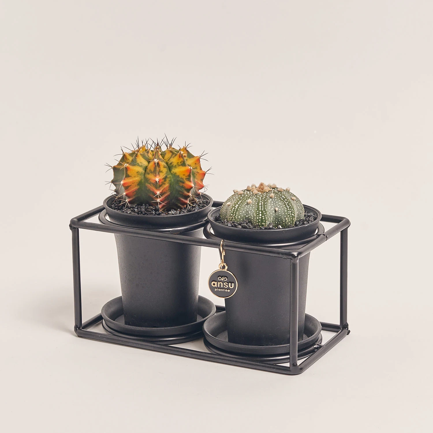 Кактус Дуо "Дизайн Флейм" в метал. рамці, артикул: 54951 Зображення товару Кактус Дуо "Дизайн Флейм" в метал. рамці, артикул: 54951