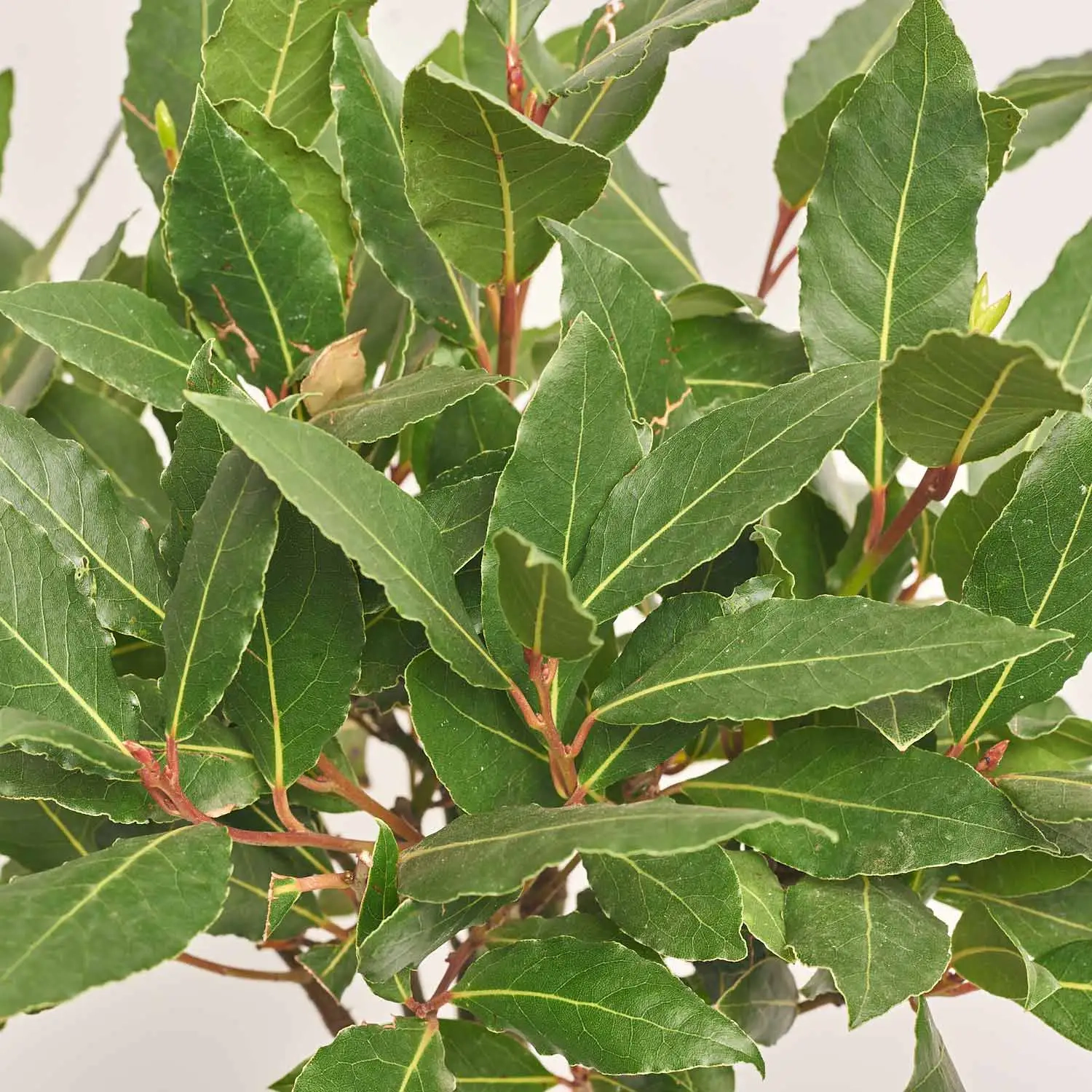 Зображення товару Лавр Нобіліс, артикул: 36454