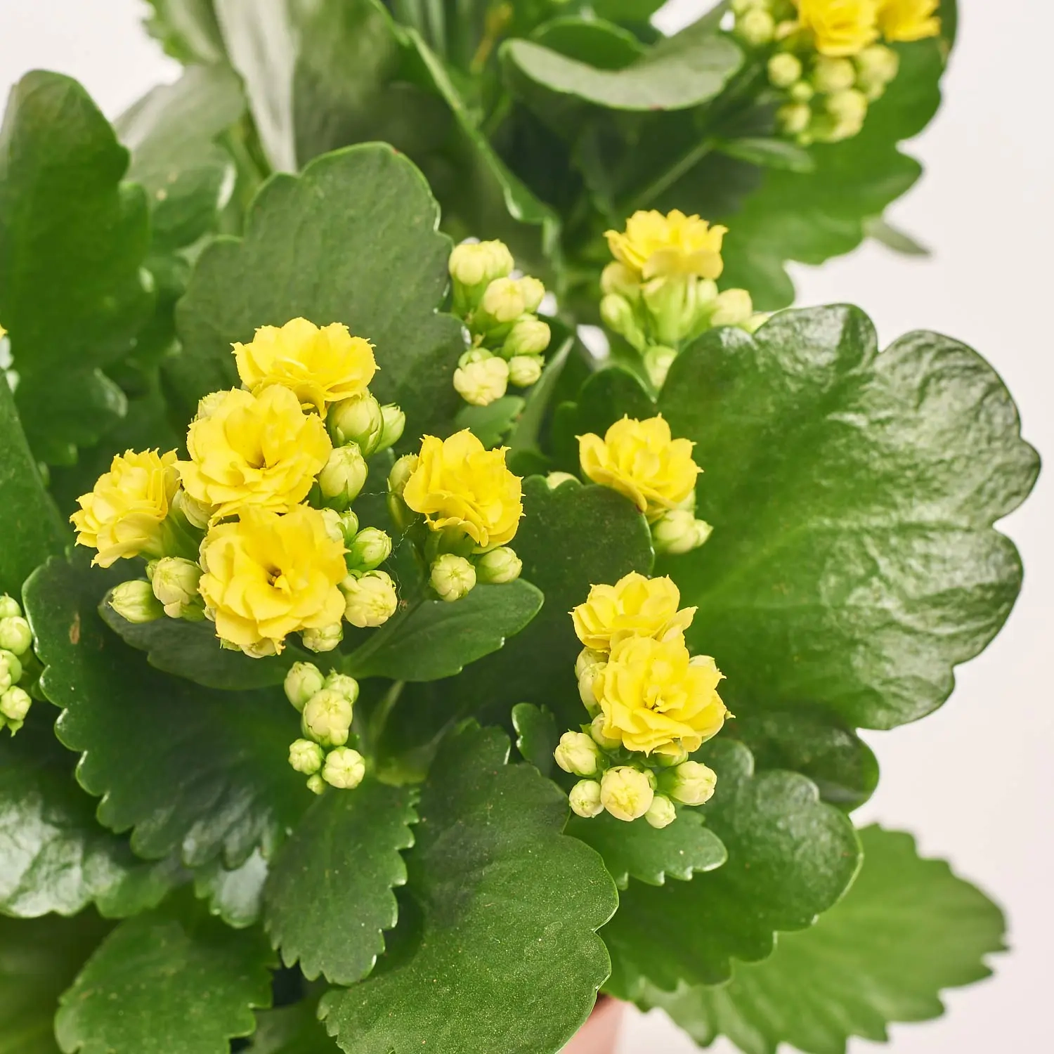 Зображення товару Каланхоє мікс, артикул: 18511